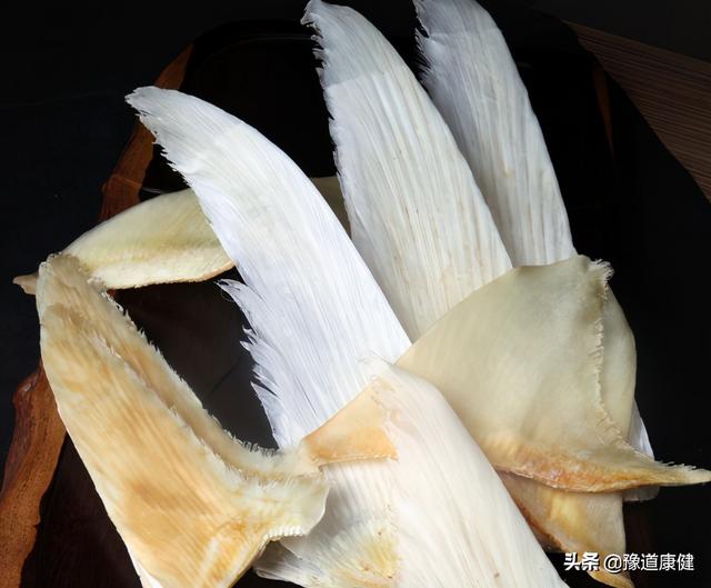 顶级美味“鱼翅”，你吃的可能只是一份虚荣