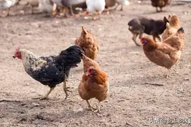 母鸡不下蛋，只需一招就能解决图片