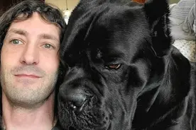 养了一只猛犬，头比主人还大！但狗狗跟女主人玩耍超温柔小心图片