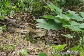 南宁一香蕉地惊现70斤大蟒蛇，和10岁孩子体重差不多图片