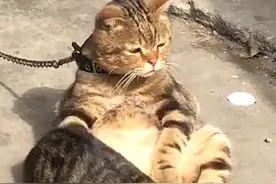 因出差把猫咪寄养在乡下，再去接时有些心疼了：为什么要拴起来？图片