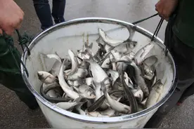 仙骨鱼，人为培育的残疾鱼，剁椒鱼头专用，南方已实行产业化养殖图片