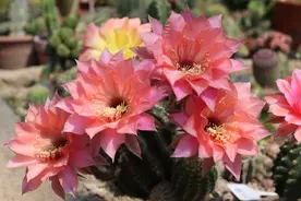 仙人球要做好“两少一多”，球体圆润饱满，四季开花不断图片