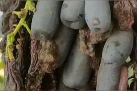 你见过蓝宝石葡萄上色后患酸腐病吗？图片