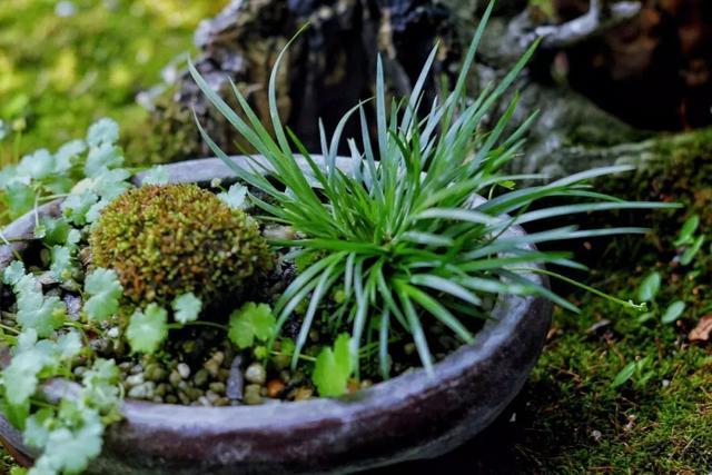 光泽苔藓种植花卉推荐-措必培