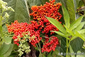 农村这草太多，割回家泡脚妙用真不少，认识的人当“宝”图片