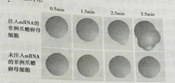 北京市2019年高三一模考试典型题目分析（生物）