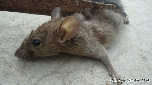 农村老鼠太多，教你灭鼠绝招，来一只死一只