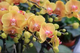 嫌办公室环境很单调？试试摆上这几种花，提升格调还旺风水图片