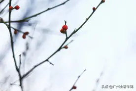 树树红梅立风雪图片