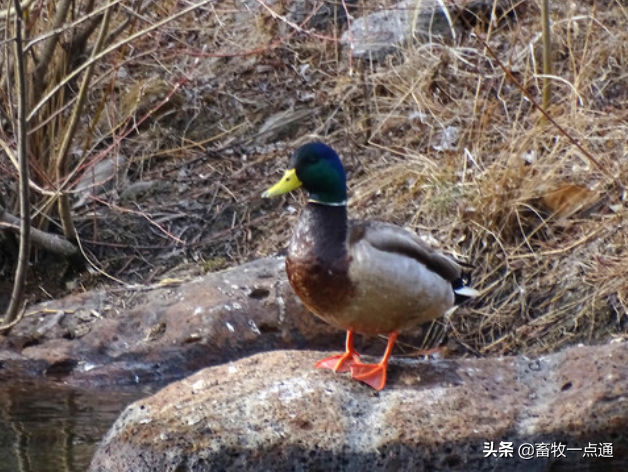 常用植物性蛋白质饲料有哪些各有何特点？