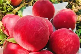 快来尝鲜！龙泉驿水蜜桃红啦！图片