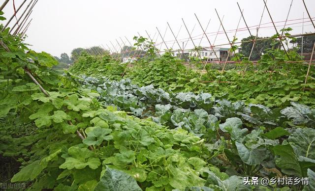 这三种自制的农家肥，用来种菜效果真好，高产稳产还防病害