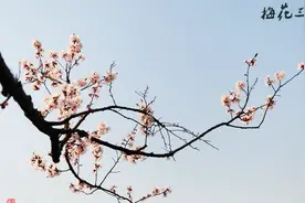 最养肾曲目《梅花三弄》，一曲听罢，神清气爽，倍感轻松视频封面