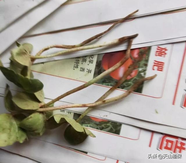 出苗期的棉花应该怎么管？