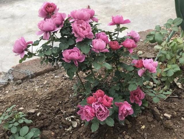 不想给花卉“施肥”，就用“它”，每个月“浇半瓶”，变旺盛！