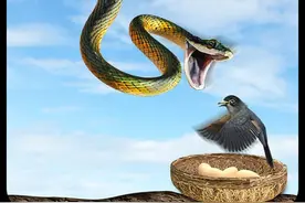 毒蛇中的“空军”，会“飞”的不一定是飞禽，也可能是爬行动物图片