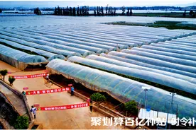 阳光玫瑰，贵族水果的平价记图片