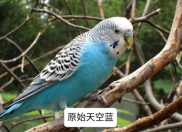 黄绿鱼鳞鹦鹉