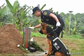 三个故事告诉你：河南水灾中的狗该不该救图片