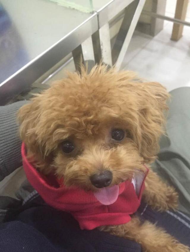 经典怀旧游戏《狂城丽影》：美女被困邪恶古堡，忠犬护主逃出生天