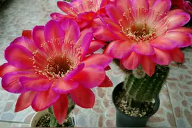 仙人球中有六个品种，它们是“开花劳模”，条件达到可以四季开花图片