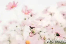 今日立春 | 如果你是春天……图片