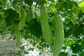大棚苦瓜中后期管理技巧图片