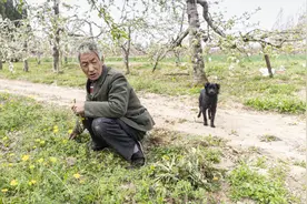 光棍大叔垃圾坑里捡条狗，竟是纯种中华田园犬，如今是他的保护神图片