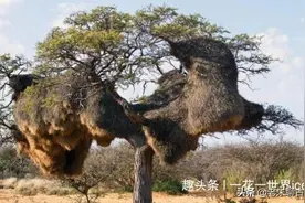 这棵“降龙木”据说全球只剩一颗，就在中国，非常珍贵！图片
