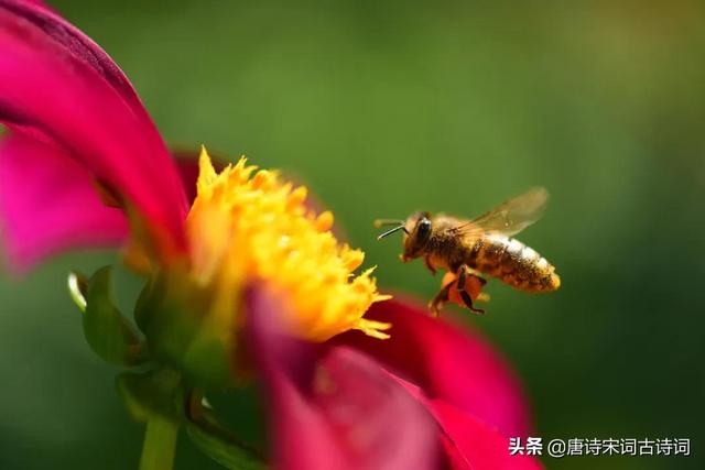 古诗词里的小暑节气