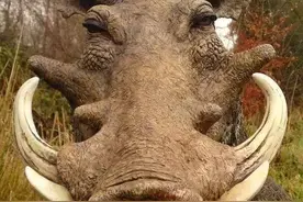 中国本土猛犬，隐居深山，却能让野猪丧命图片