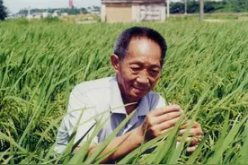 为什么我们很少吃到袁隆平的超级杂交水稻，我们还是要感谢他？图片