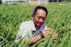 为什么我们很少吃到袁隆平的超级杂交水稻，我们还是要感谢他？图片