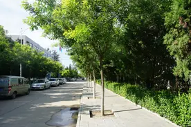 寻觅北京城里的国槐图片