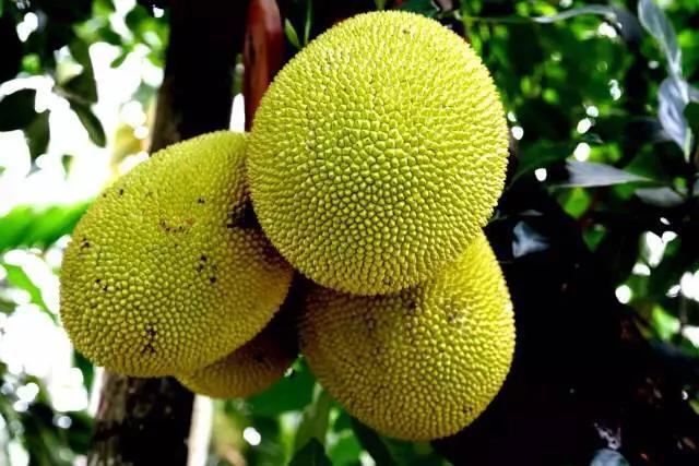 海南的水果上市时间表你知道有什么水果吗？