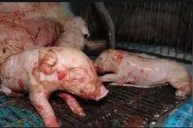 母猪各阶段流产--究竟是什么原因引起的？图片