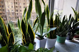 时间少不能经常给植物浇水，养这5种试试，一两个月不浇都没事图片