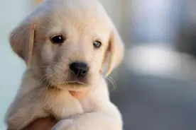 如果你家狗有这些表现，说明狗狗把你“恨进骨子里”了图片