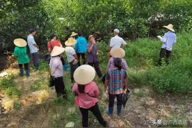 广西防城港：电网项目土地征收引发个人与集体之间2.576亩林地管理使用权属范围纠纷，司法调解化纷争图片