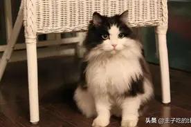养不熟的猫咪要不要扔了？那些弃养的理由，真是令人费解图片