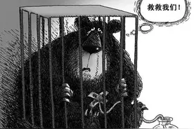“活熊取胆”惨无人道，为何我国仍然允许从活熊体内取胆汁？图片