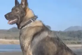 泪目！18岁战士坠江牺牲，警犬守望：不知主人为何突然不来了图片