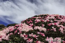 索玛花开别样红图片