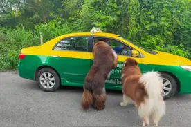 4只狗拦路“讨食物”，个头最大的为首，不给吃还不让走图片