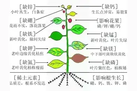 植物营养液配方图片