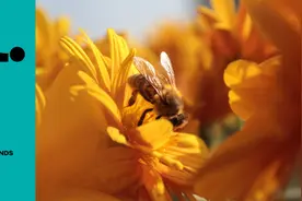 520是蜜蜂的节日，Honey都是它们的图片
