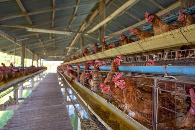 养鸡技术｜构成蛋白质的氨基酸对鸡体的作用