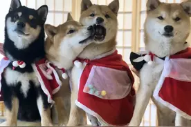 狗狗交配时“背靠背”不科学，为什么没有被进化掉？图片