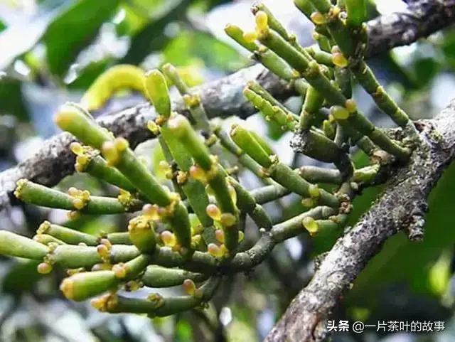 普洱茶从入门到精通的95个专业术语（建议收藏）